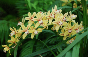 Apps to Identify Plants: Essential Tools for Nature Lovers