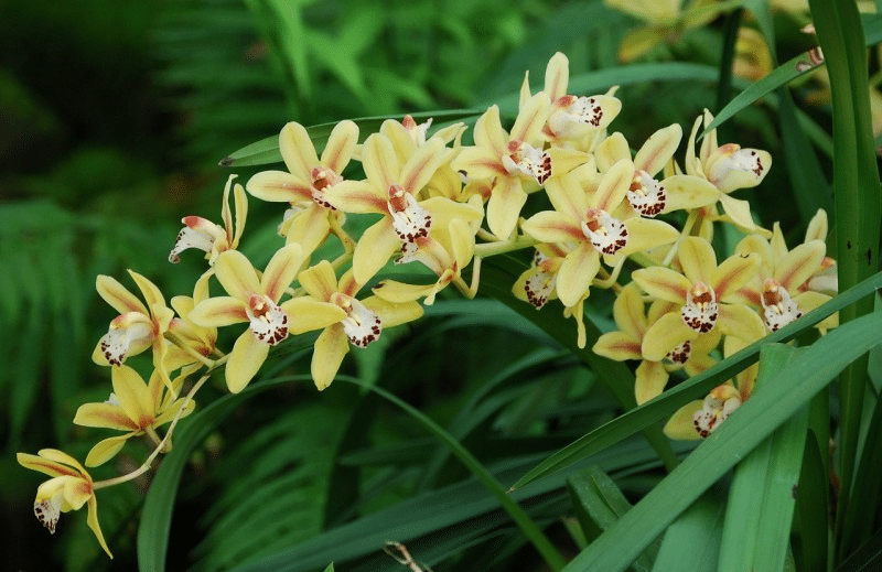 Apps to Identify Plants: Essential Tools for Nature Lovers