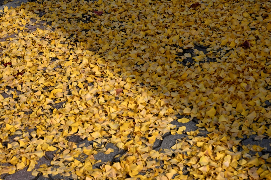 Gold Detector App: Find and Identify Real Gold Quickly